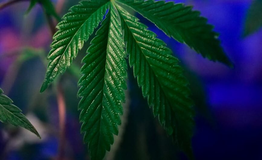 Покупка семян конопли онлайн с доставкой почтой или наложенным платежом