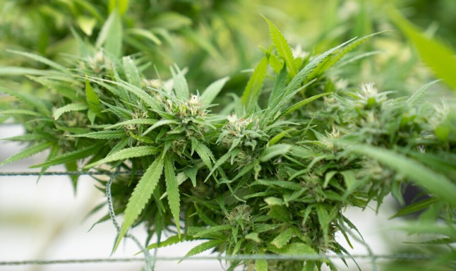 Легальные наркотики и их доступность