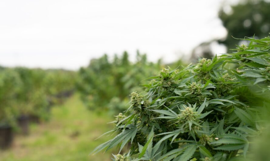 Спайсы и их свойства