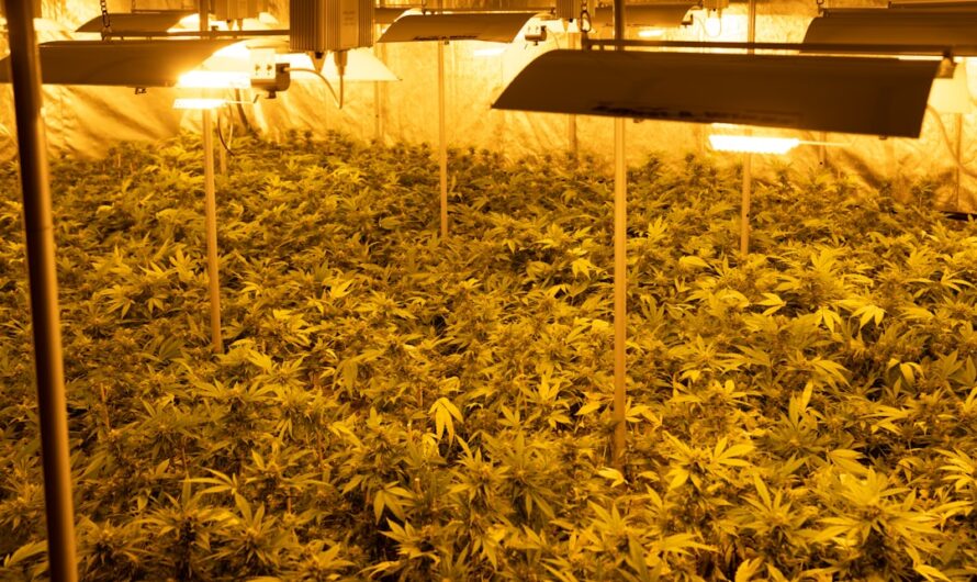 Требования к грунту для выращивания конопли