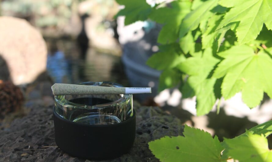 Условия хранения семян конопли