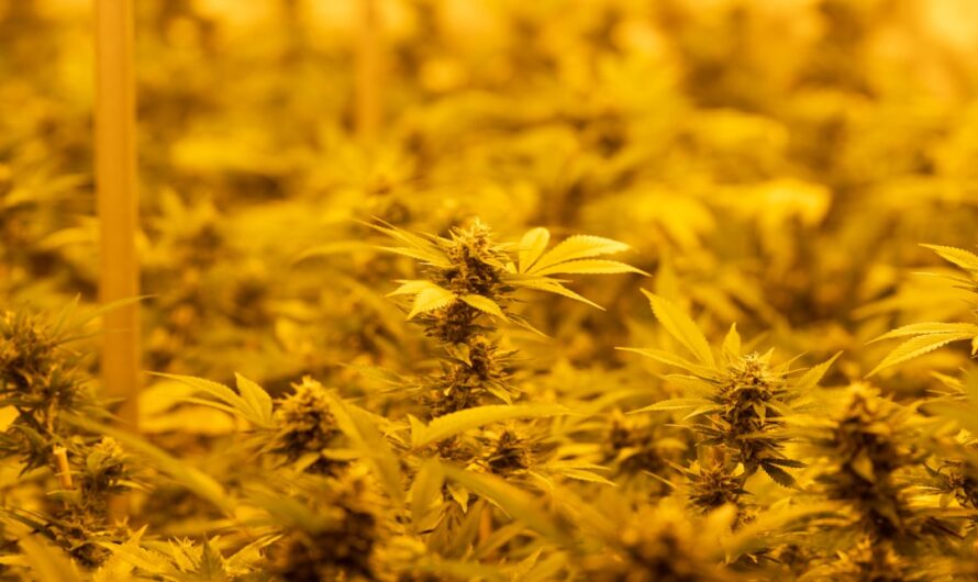 Жмых семян конопли полезные свойства и применение