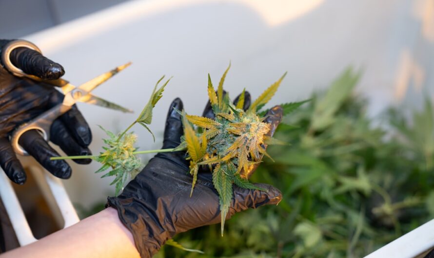 Каннабис и его свойства