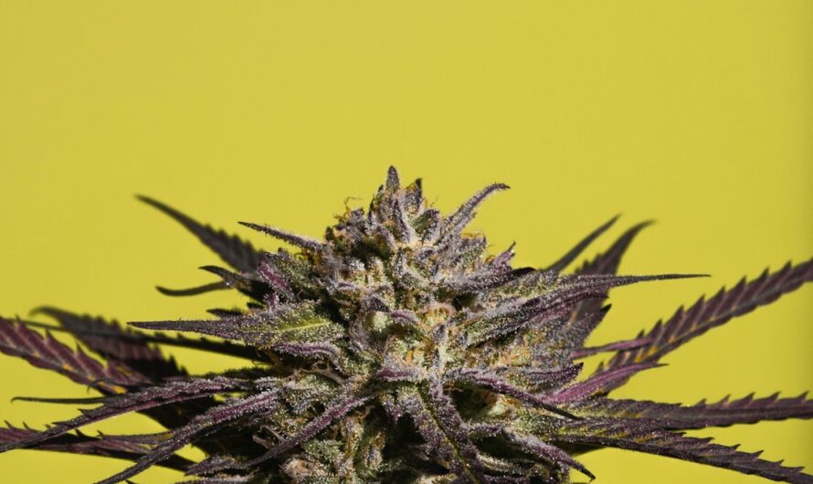 Конопля без ТГК: где купить и как выбрать безопасный продукт