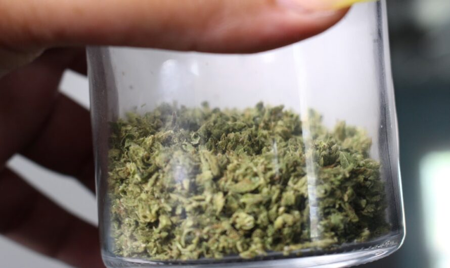 Приобретение и использование марихуаны в Санкт-Петербурге