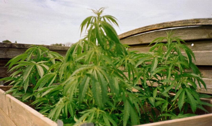 Купить семена конопли в Москве с доставкой по России