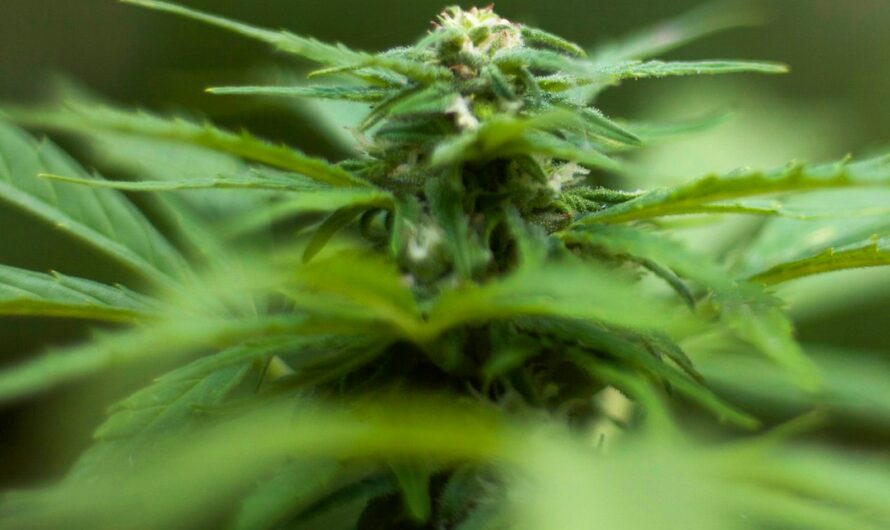 Правовые аспекты оборота семян конопли и ответственность за связанные с ними преступления