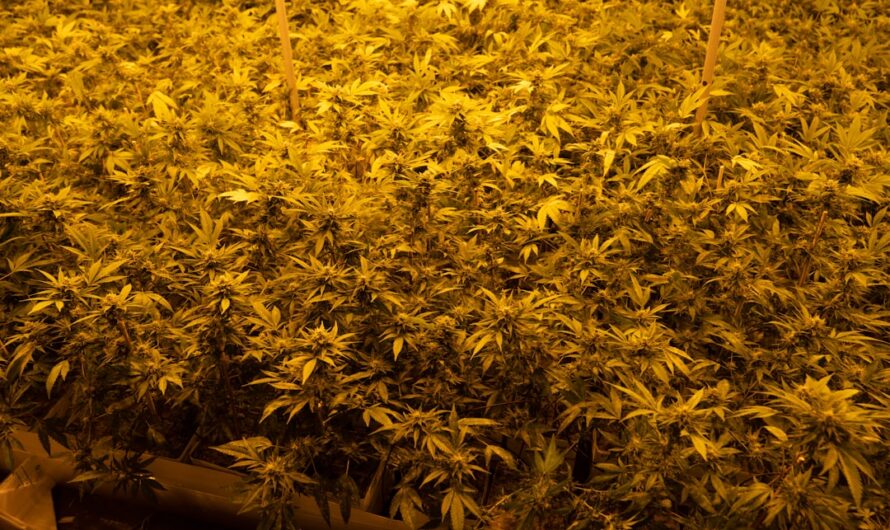 Кодеин содержащие препараты в России: особенности применения и отпуска в аптеках