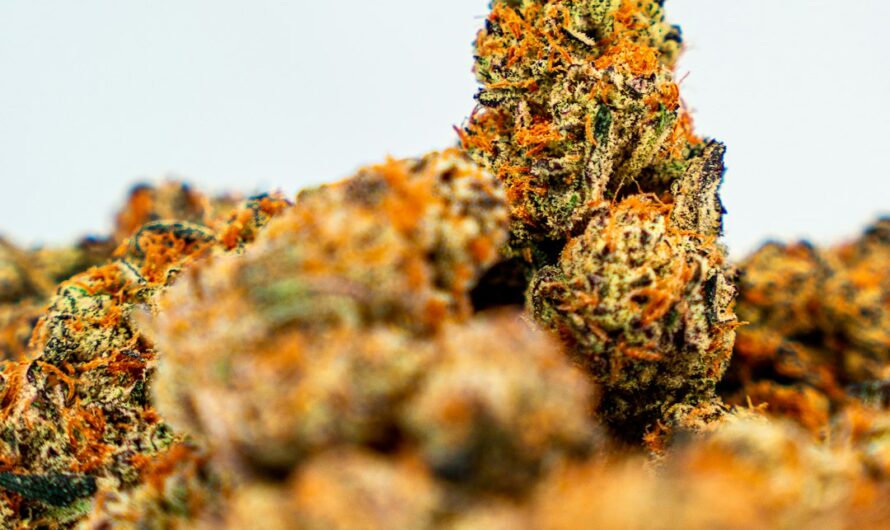 Покупка марихуаны в Италии и законодательство страны в отношении каннабиса