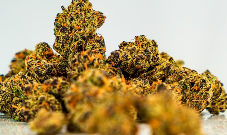 Сортовая конопля и ее применение