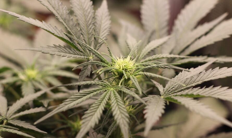 Костра конопли и ее применение