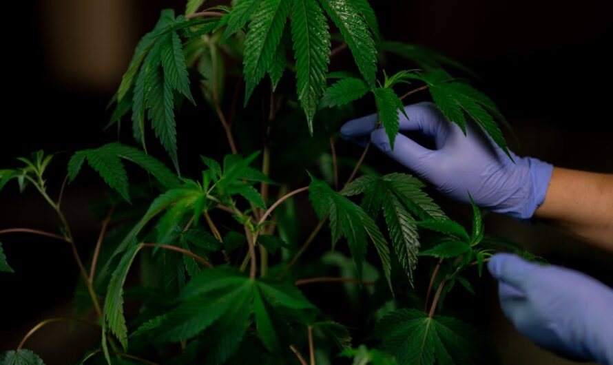 Купить семена марихуаны и конопли в Москве