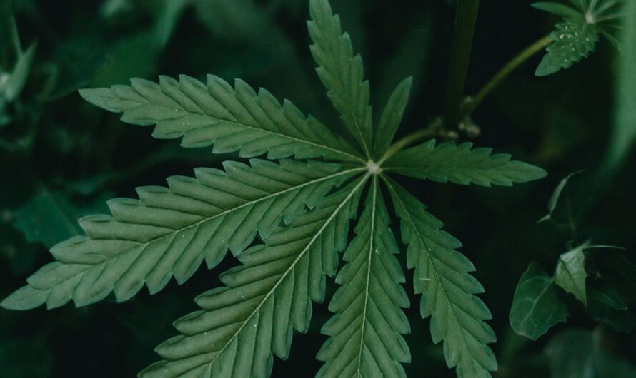 Покупка семян конопли в Москве