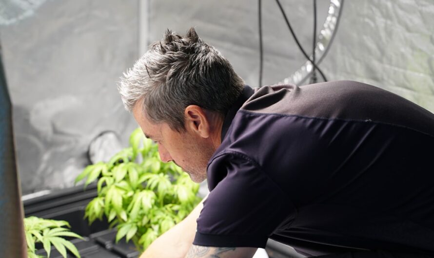 Семена конопли из Узбекистана