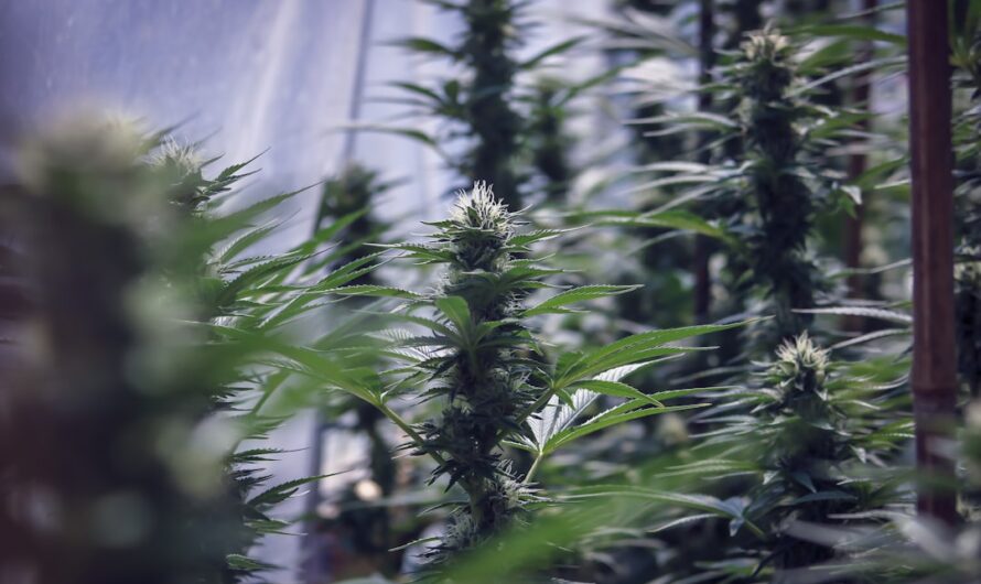 Зеркала OMG: назначение и функциональность