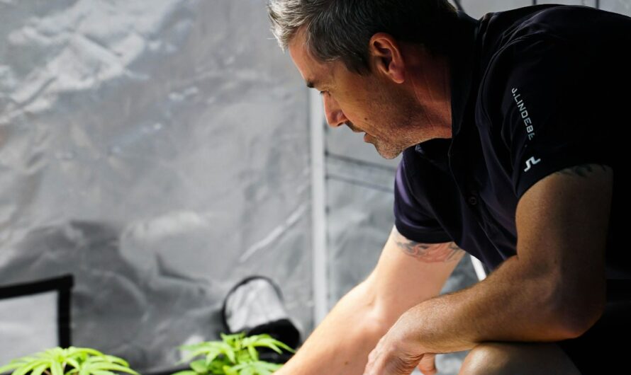 Варка семян конопли полезные свойства и рецепты приготовления