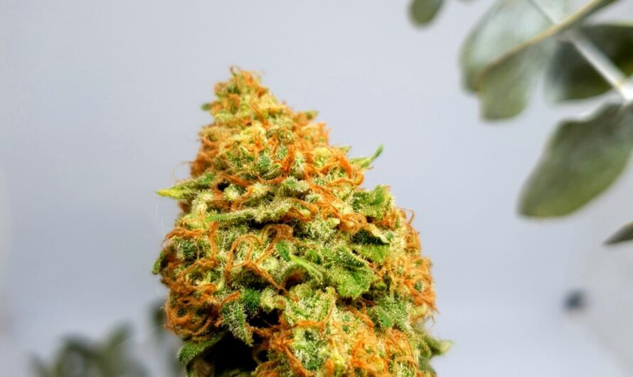 Масло каннабиса свойства и преимущества