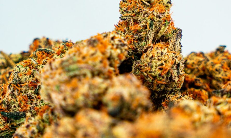 Покупка семян конопли онлайн преимущества и советы по выбору надежного магазина