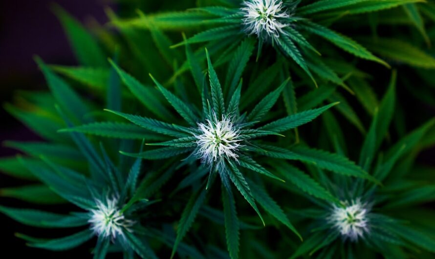 Использование семян конопли в карповой ловле