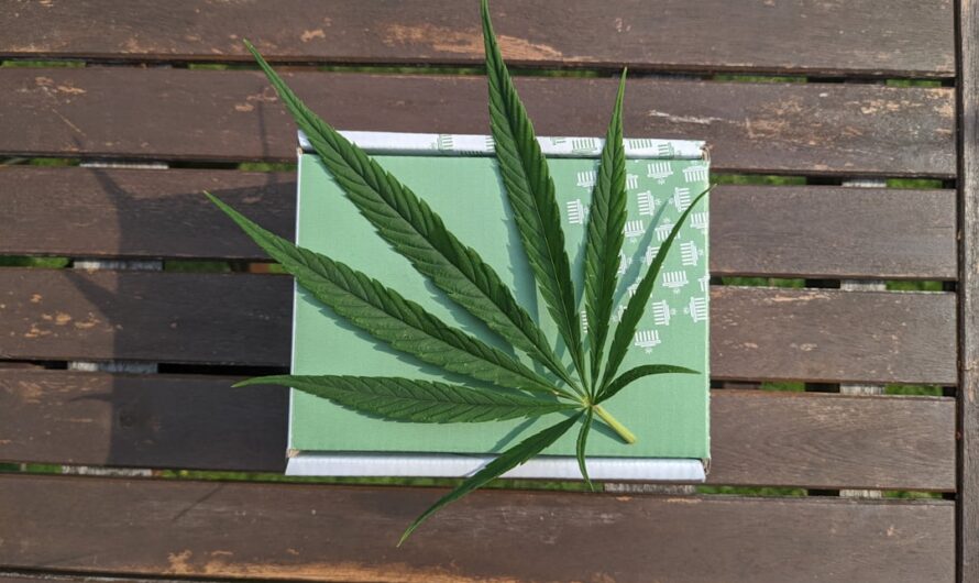 Свойства и польза семян конопли и мака