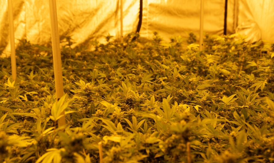 Как заказать семена марихуаны пошаговое руководство