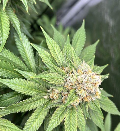 Чуйская Конопля Свойства и Применение Семян