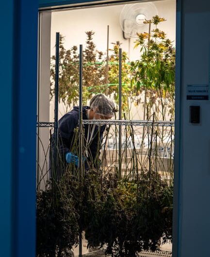 Купить спайс в Туле и его последствия