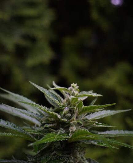 Семена конопли: характеристика, приобретение и применение