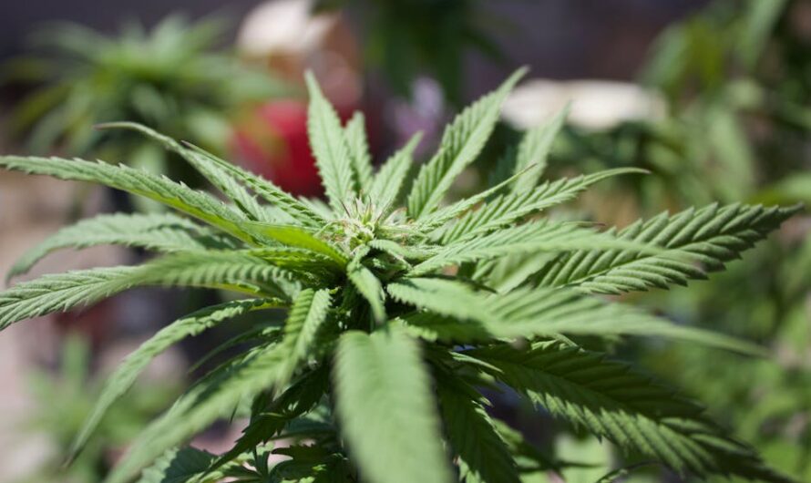 Почему не прорастают семена марихуаны и как улучшить их всхожесть