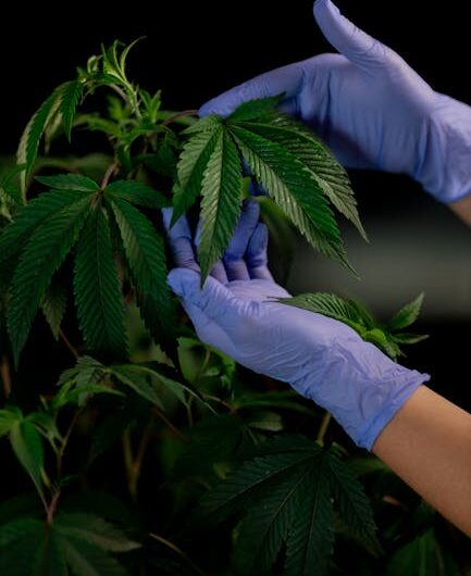 Свойства и Применение Семян Конопли