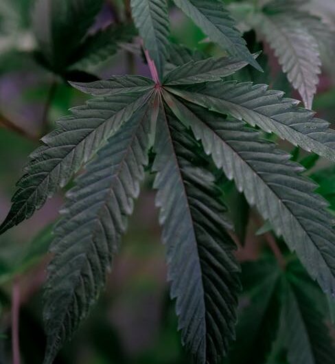 Проращивание семян конопли