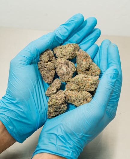 Особенности сорта Damnesia feminised Strain Hunters Seeds