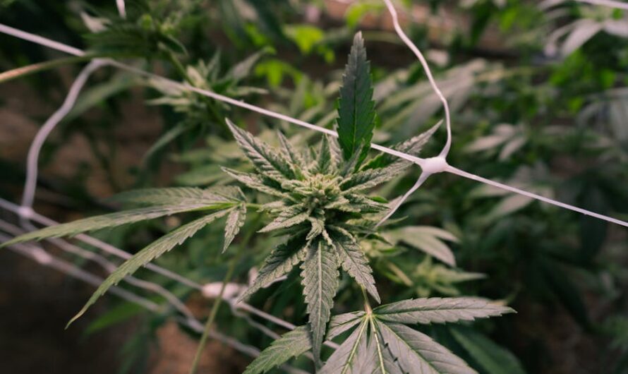 Жарка семян конопли в домашних условиях