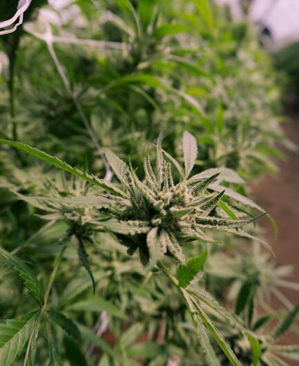 Семена технической конопли и их применение в различных отраслях