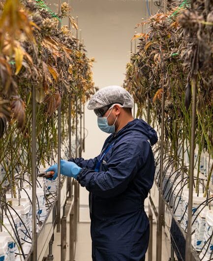 Свойства и приобретение гашиша в России и странах СНГ