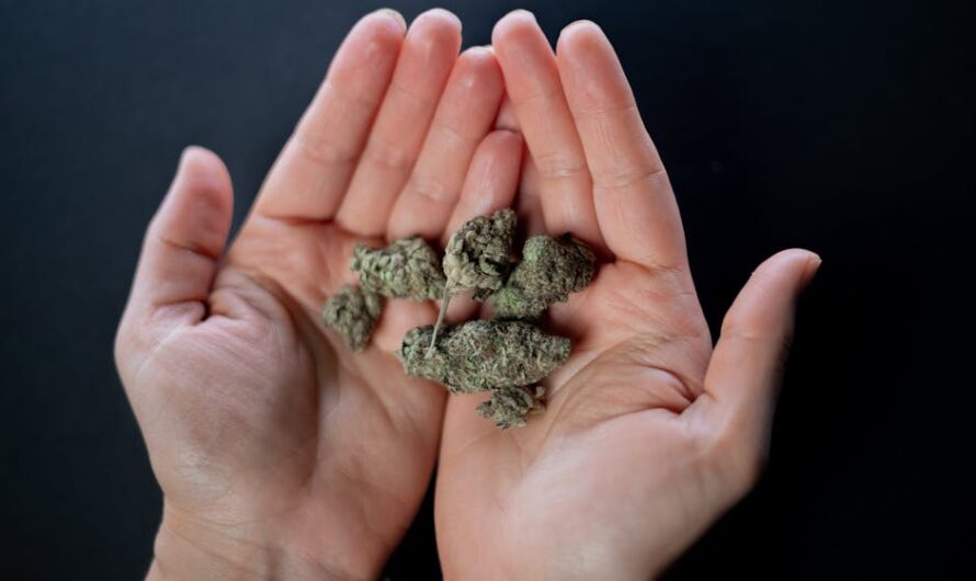 Семена конопли и их применение