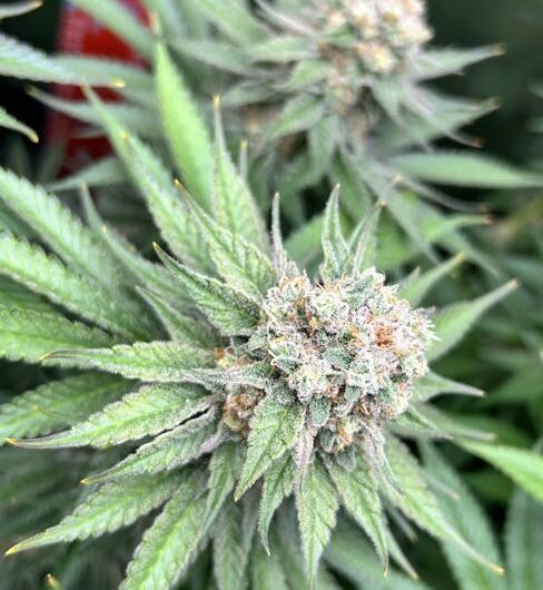 Выращивание конопли из семян для начинающих и опытных гроверов