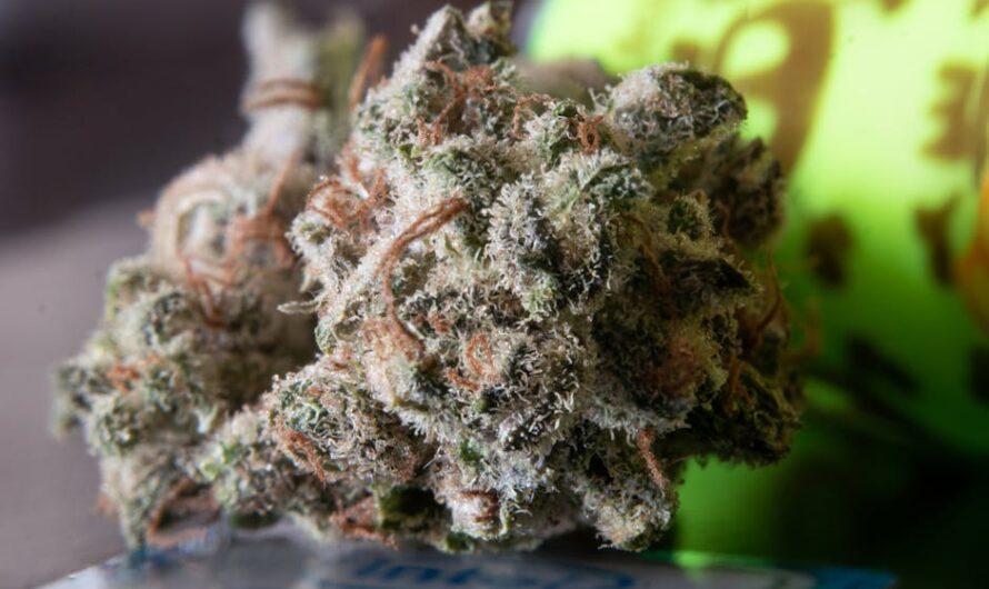 Купить семена конопли в России