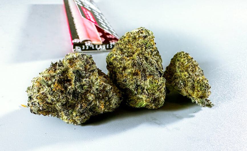 Особенности и преимущества сорта конопли Critical Mass CBD feminised