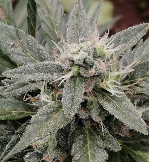 Покупка семян конопли наложенным платежом в России