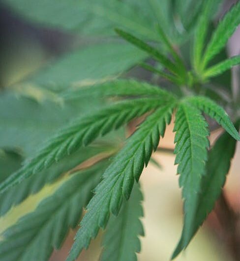 Проращивание Семян Марихуаны Подробное Руководство