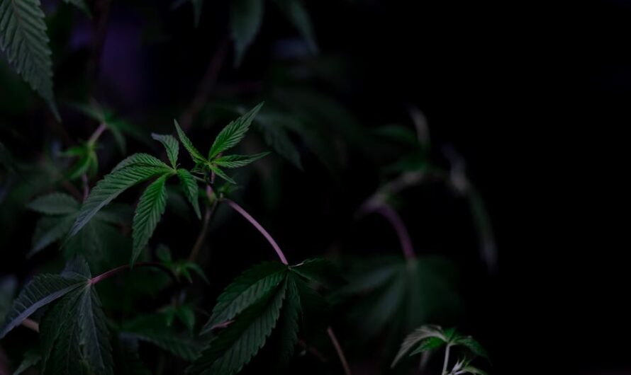 Покупка семян конопли с доставкой по России