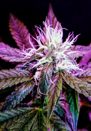 Купить семена конопли южной в России