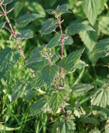Полезные свойства семян конопли и их применение