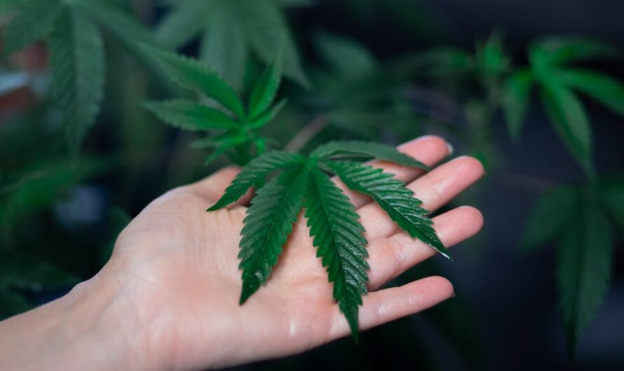 Семена конопли в Украине: обзор рынка и особенности выращивания