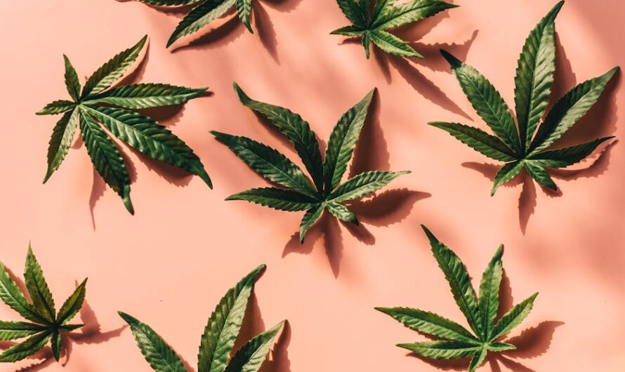 Культивирование семян конопли в Крыму