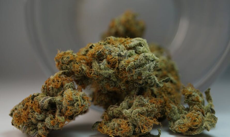 Премиум семена конопли свойства и преимущества